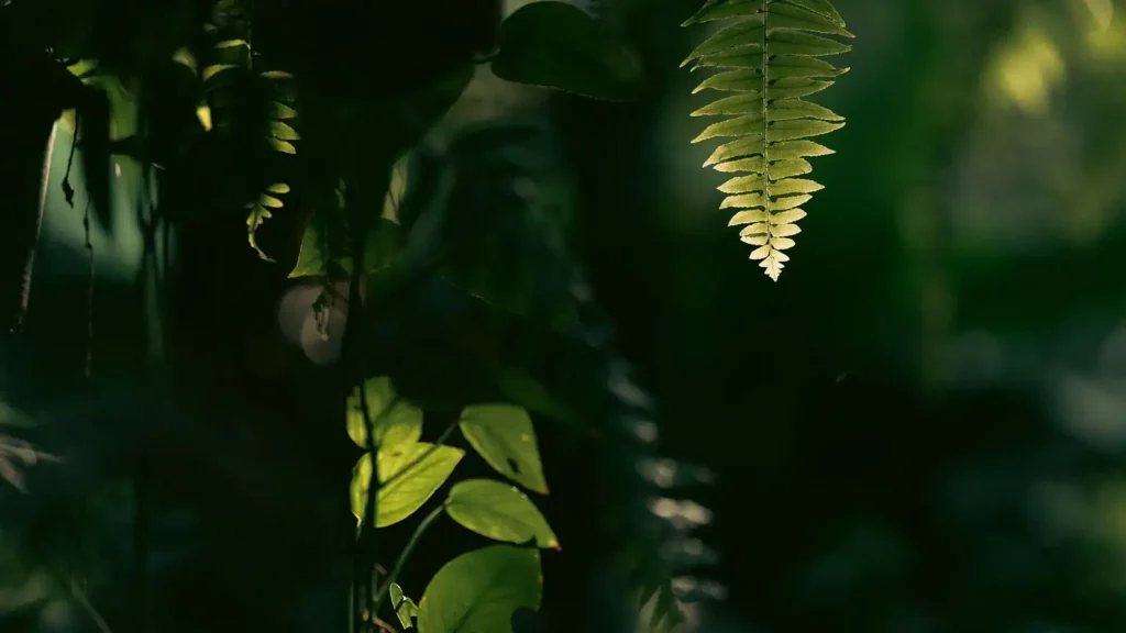 tropical-garden.webp
